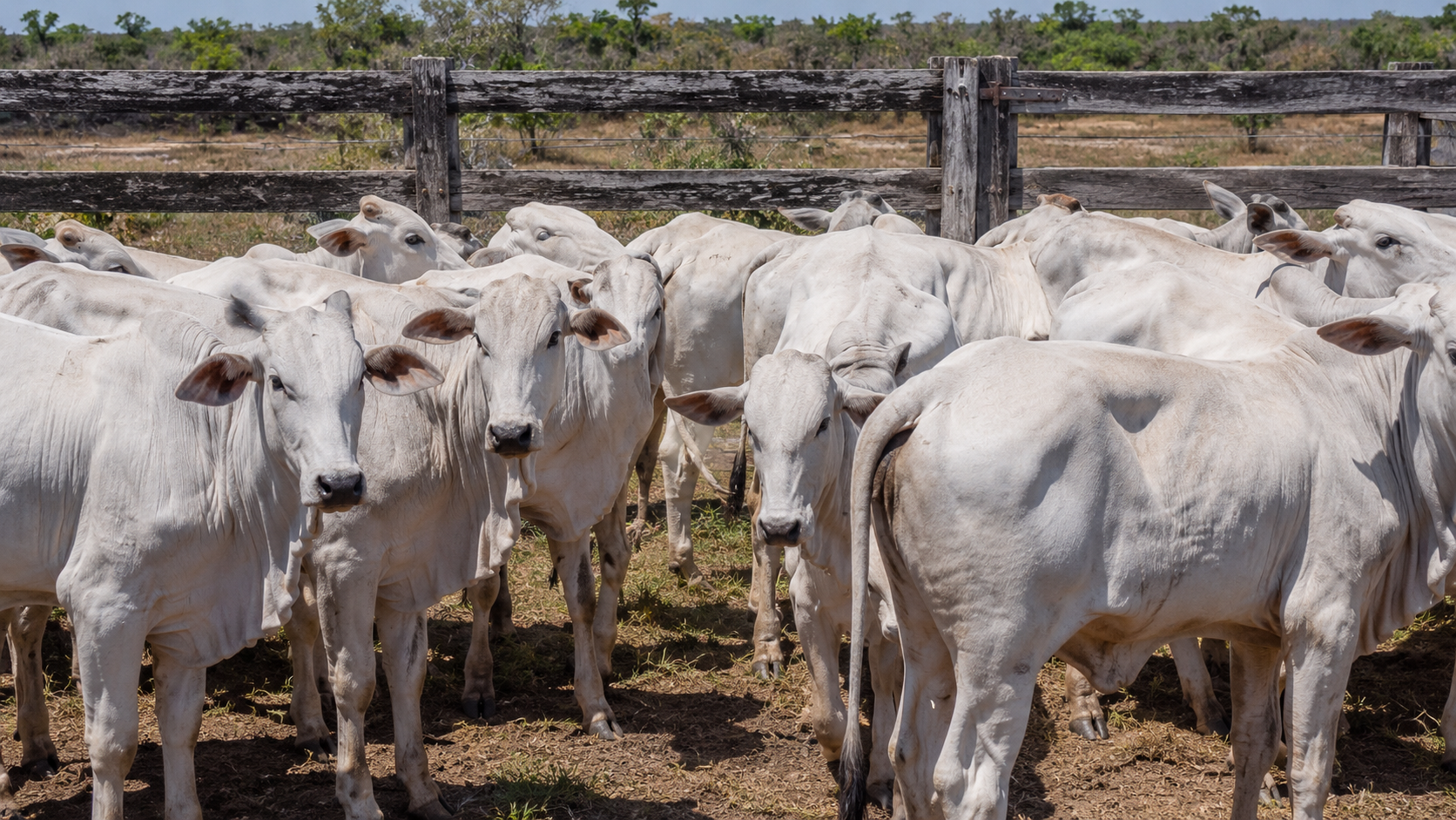 Lote de gado Nelore reunido em curral, visto de frente, mostrando padronização do rebanho